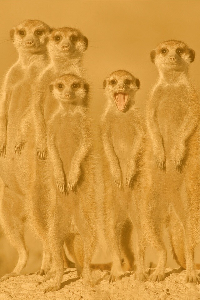 Сурикаты обои