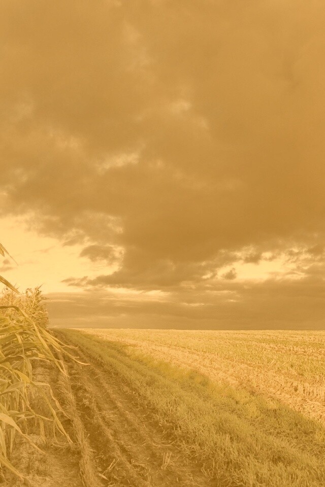 Кукурузное поле обои