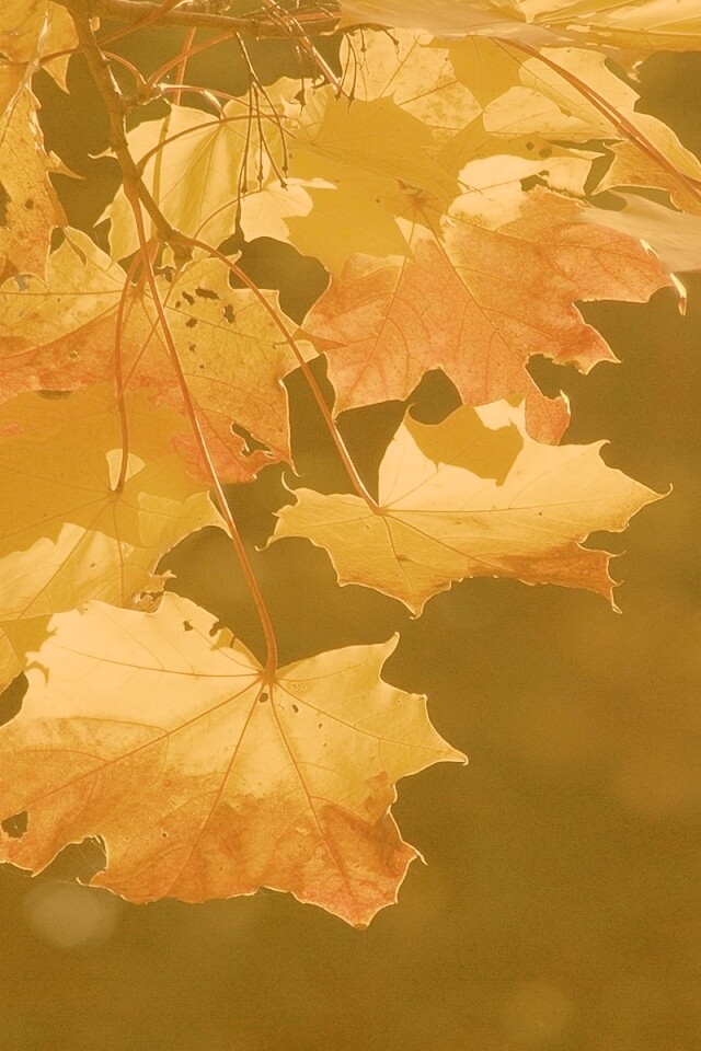 Колоритные осенние листья обои