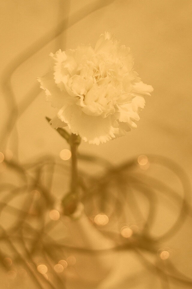 Электронный цветок обои