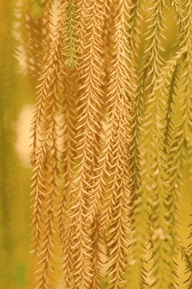 Зеленые колючки обои