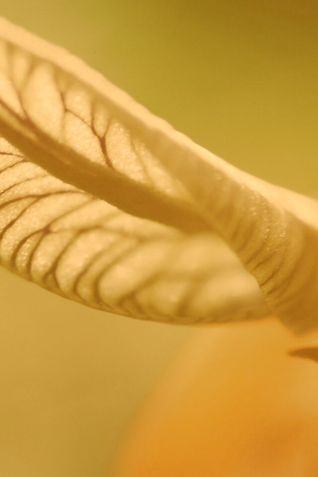 Сетчатый лист обои