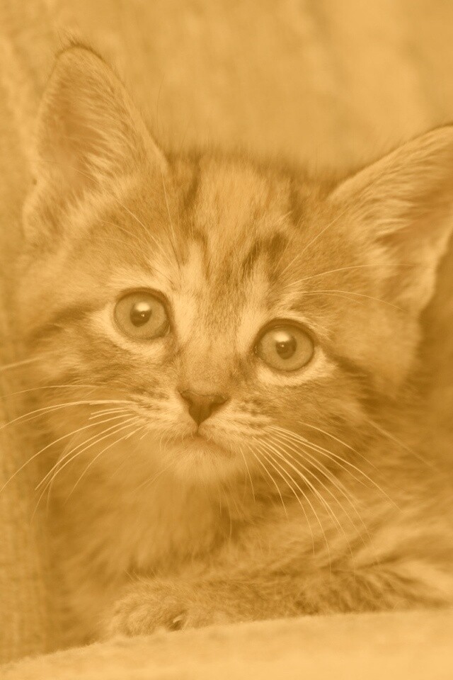 Милый маленький котенок обои