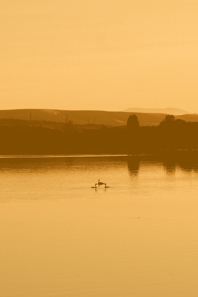 Утиное озеро обои