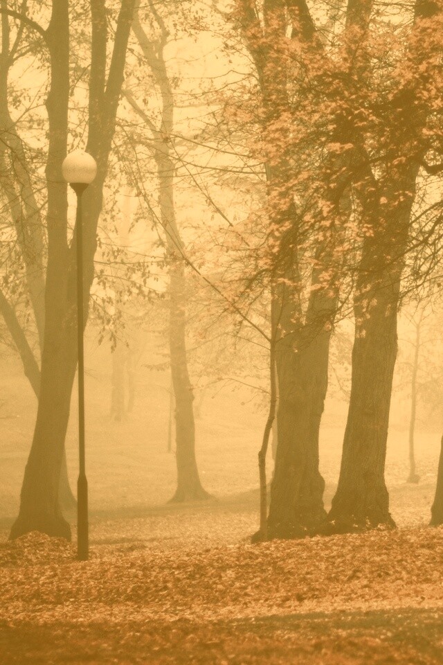 Парк красных листьев обои