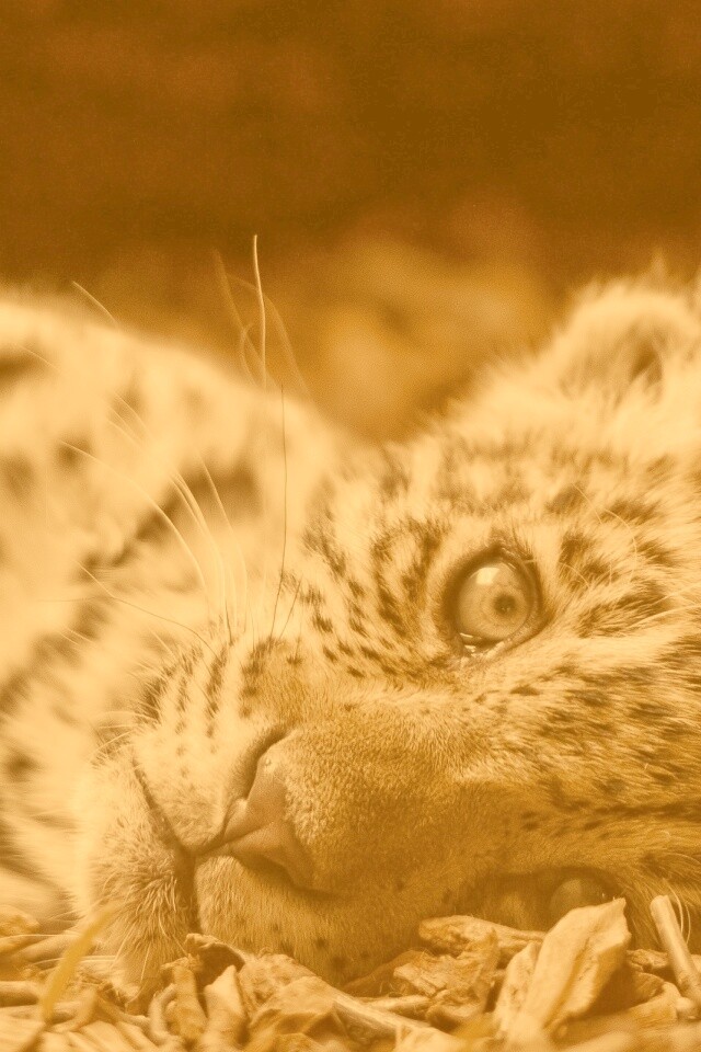 Гепард котенок обои