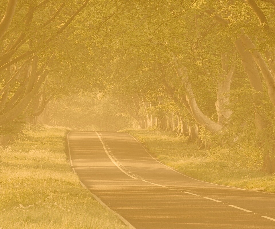 Трасса в тени деревьев обои