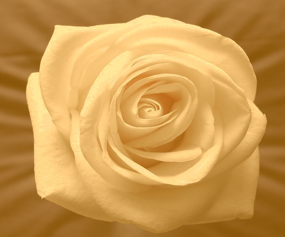 Белая роза обои