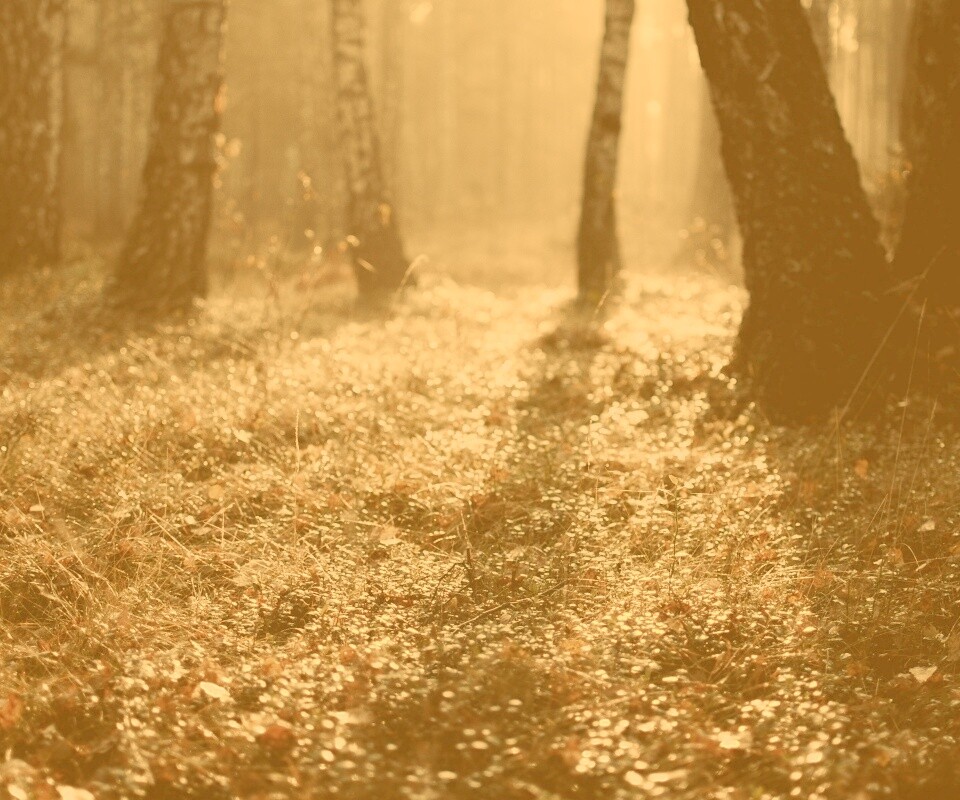 Лесная земля обои