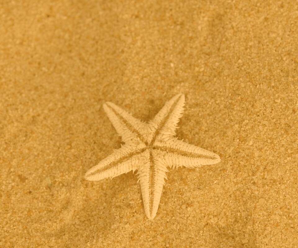 Морская звезда на песке обои