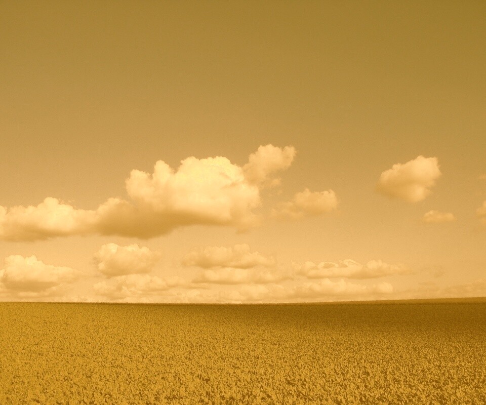 Обака над бескрайними полями обои