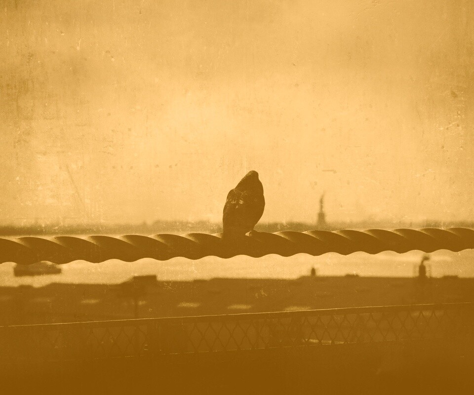 Голубь в Нью-Йоркских доках обои