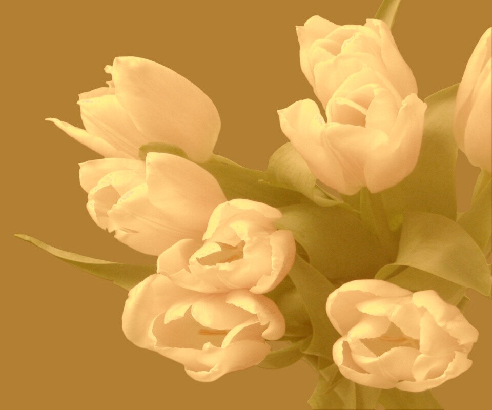 Розовый букет обои