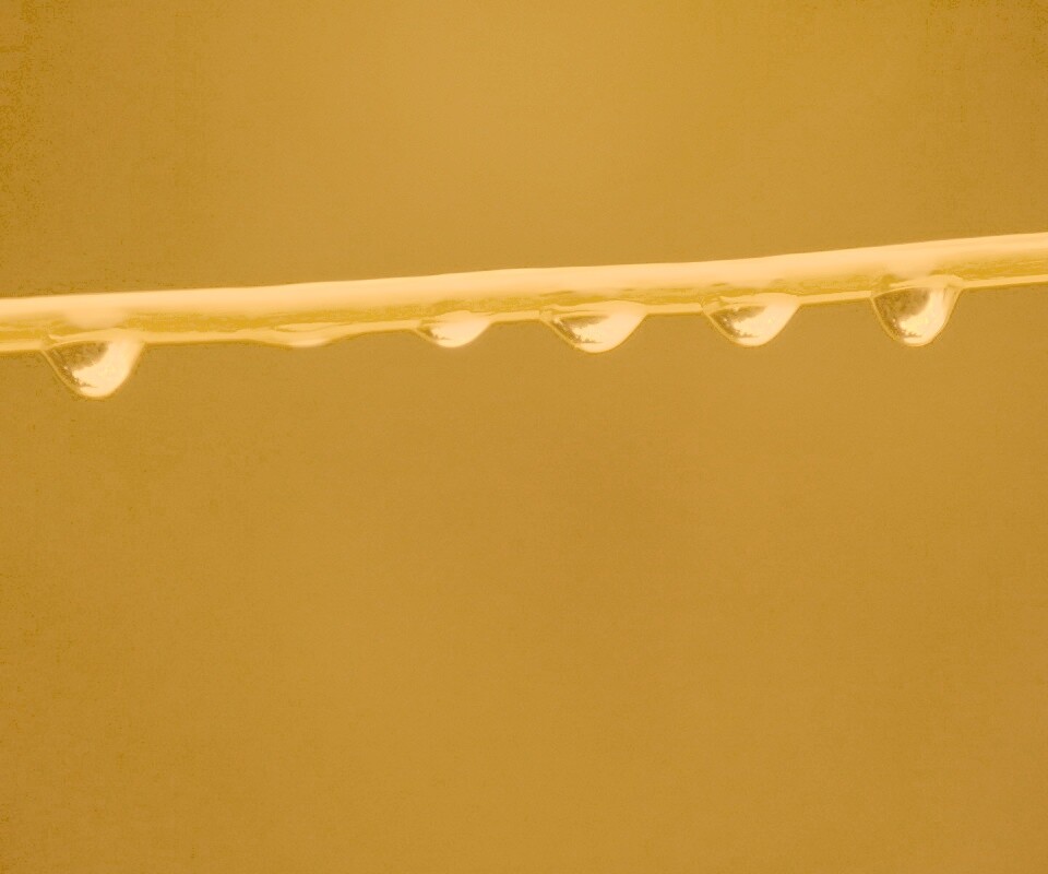 Капли на соломинке обои