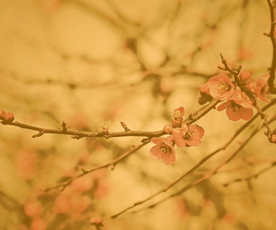 Весеннее цветение обои