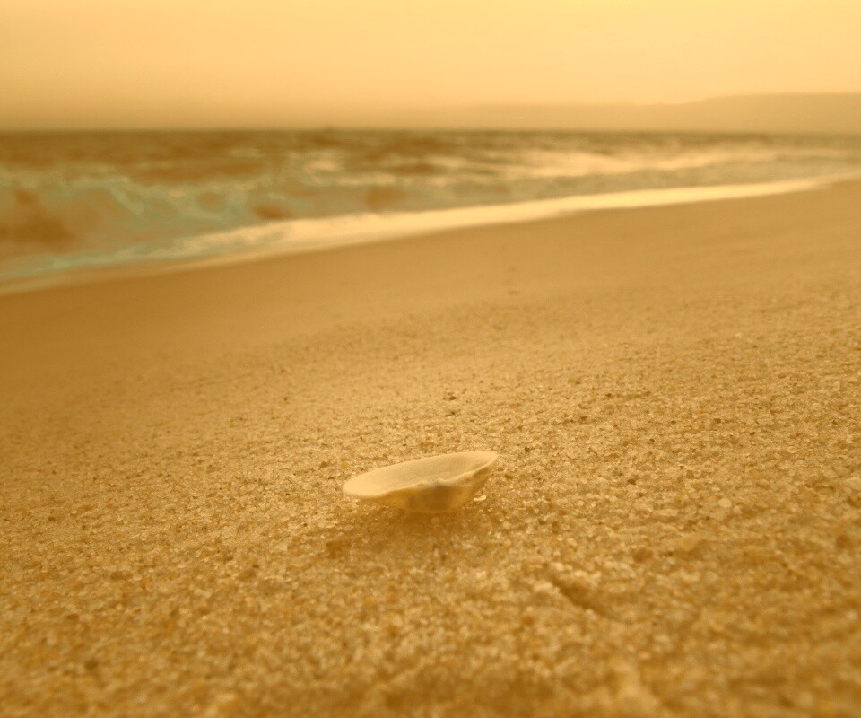 Ракушка не песчанном берегу обои