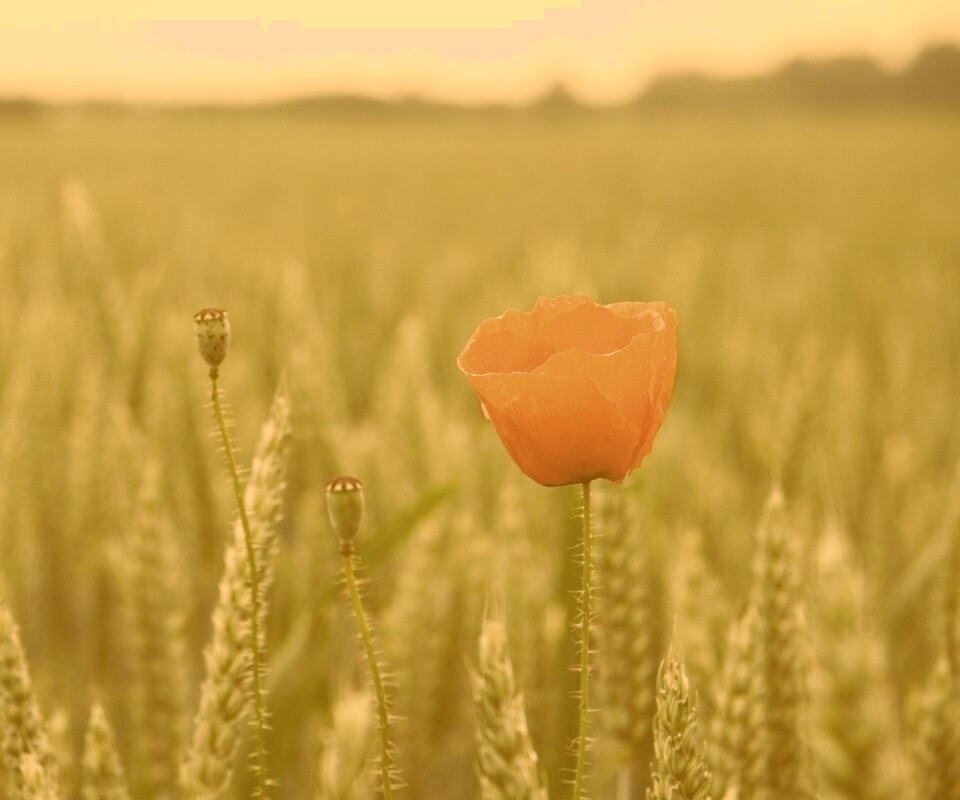 Первый распустившийся мак обои