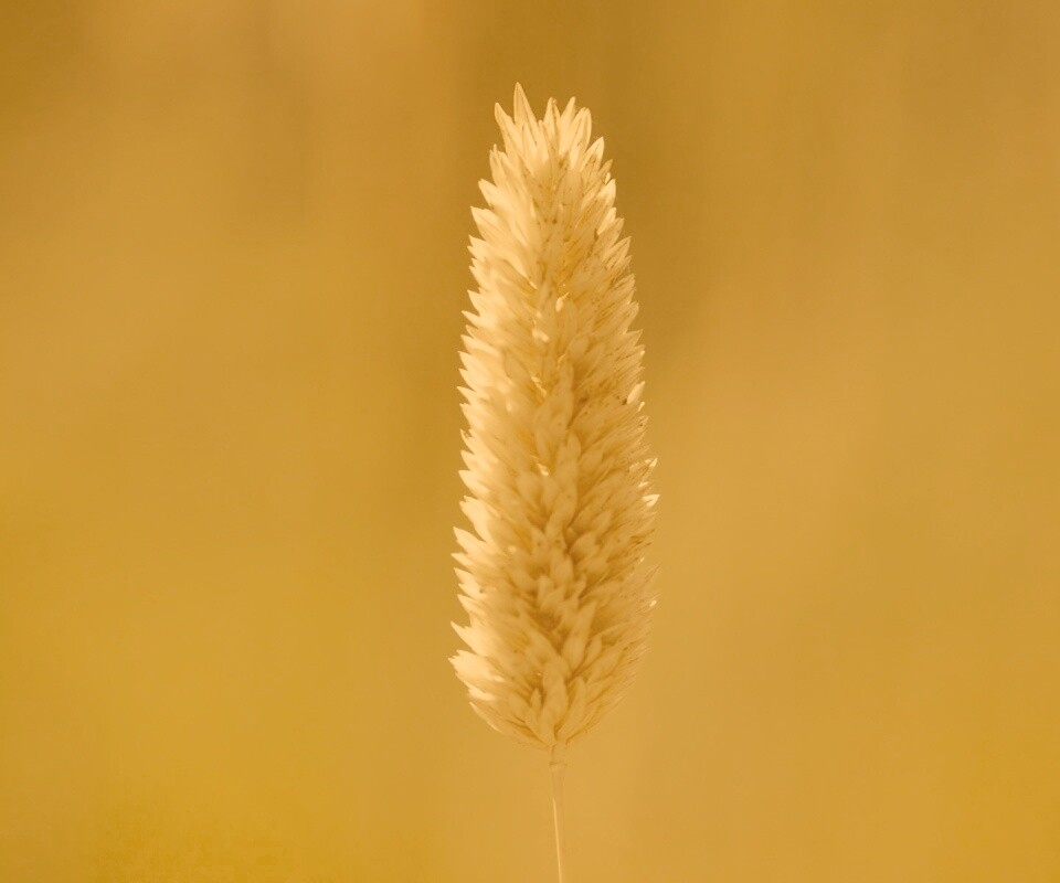 Желтая травинка обои