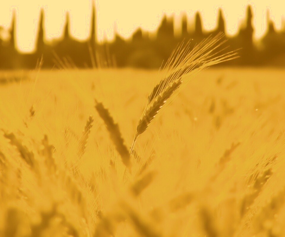 Пшеничное поле обои