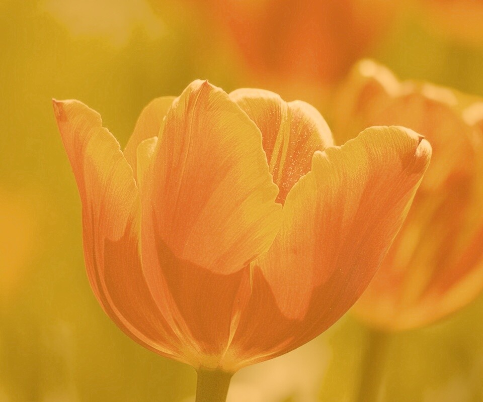 Красно-желтый тюльпан обои