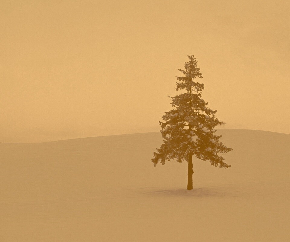 Одинокая ёлка обои