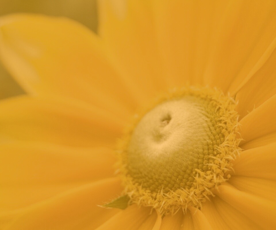 Недозрелый цветок подсолнечника обои