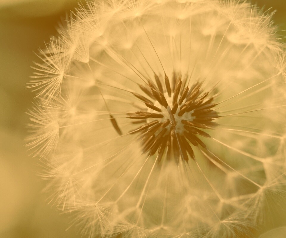 Макро фото одуванчика обои