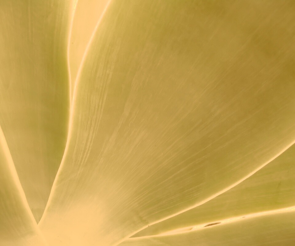 Макро фото травинки обои