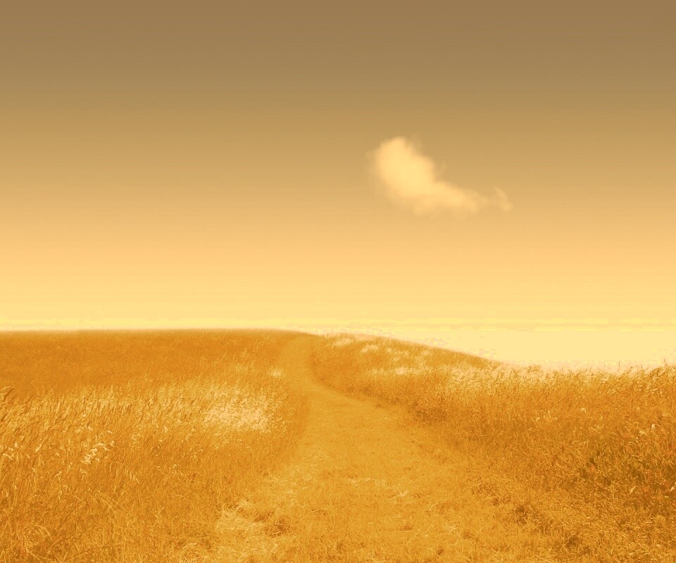Золоте поле обои