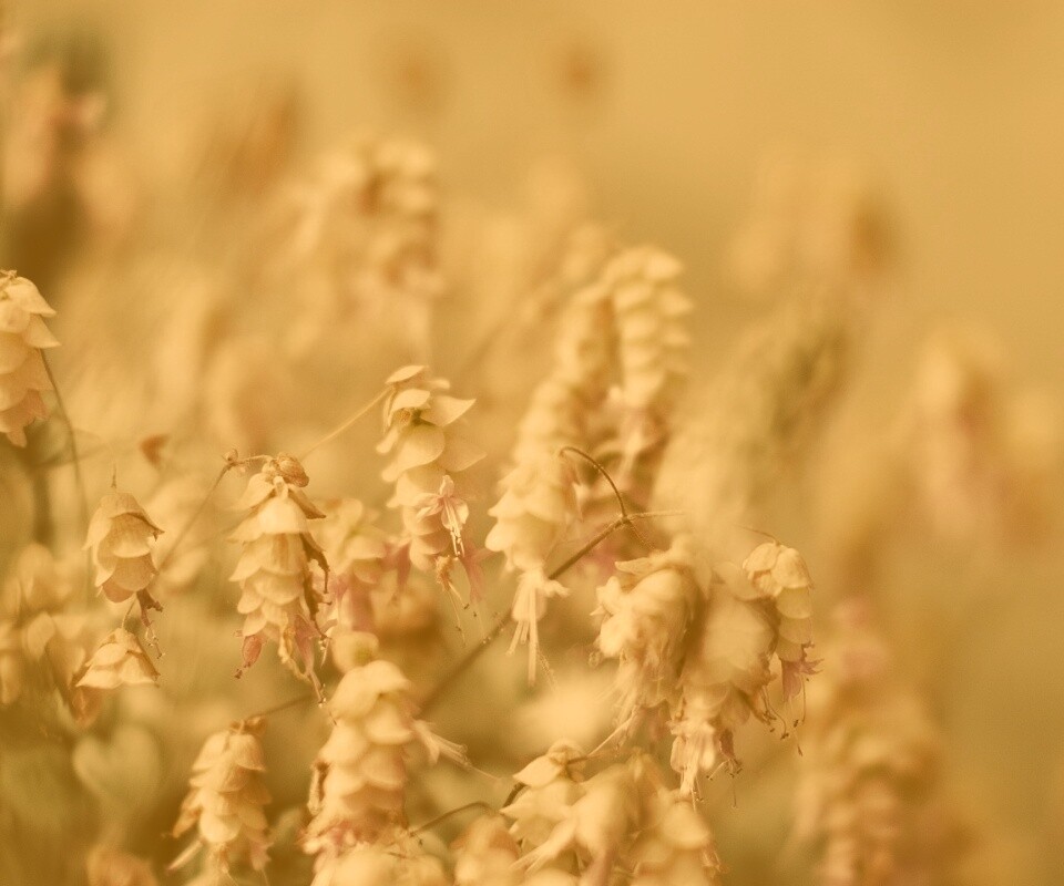 Висящие цветочки обои