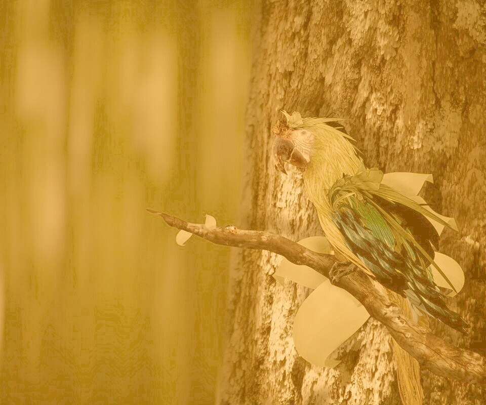 Попугай обои