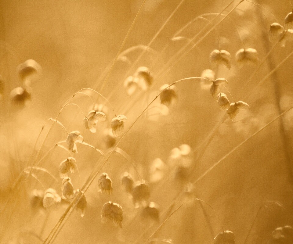 Увядающие цветочки обои