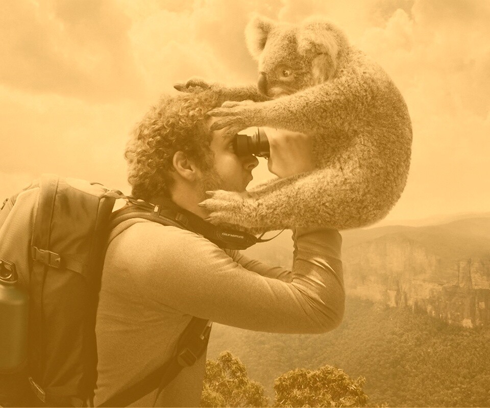 Коала ближе чем кажется обои