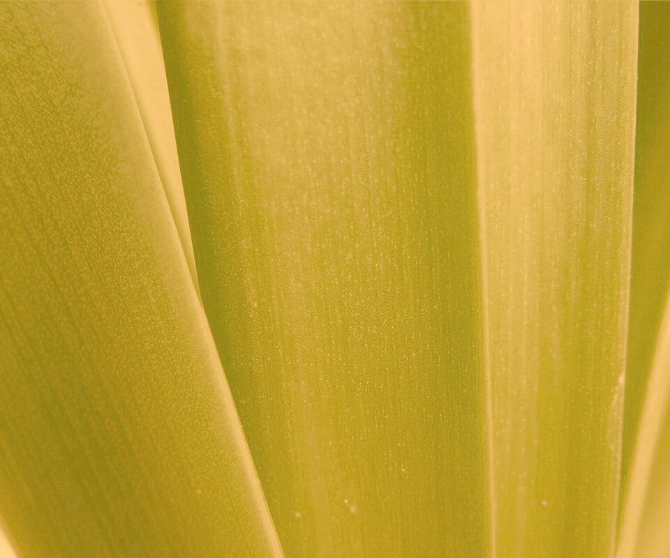 Сочная травинка обои