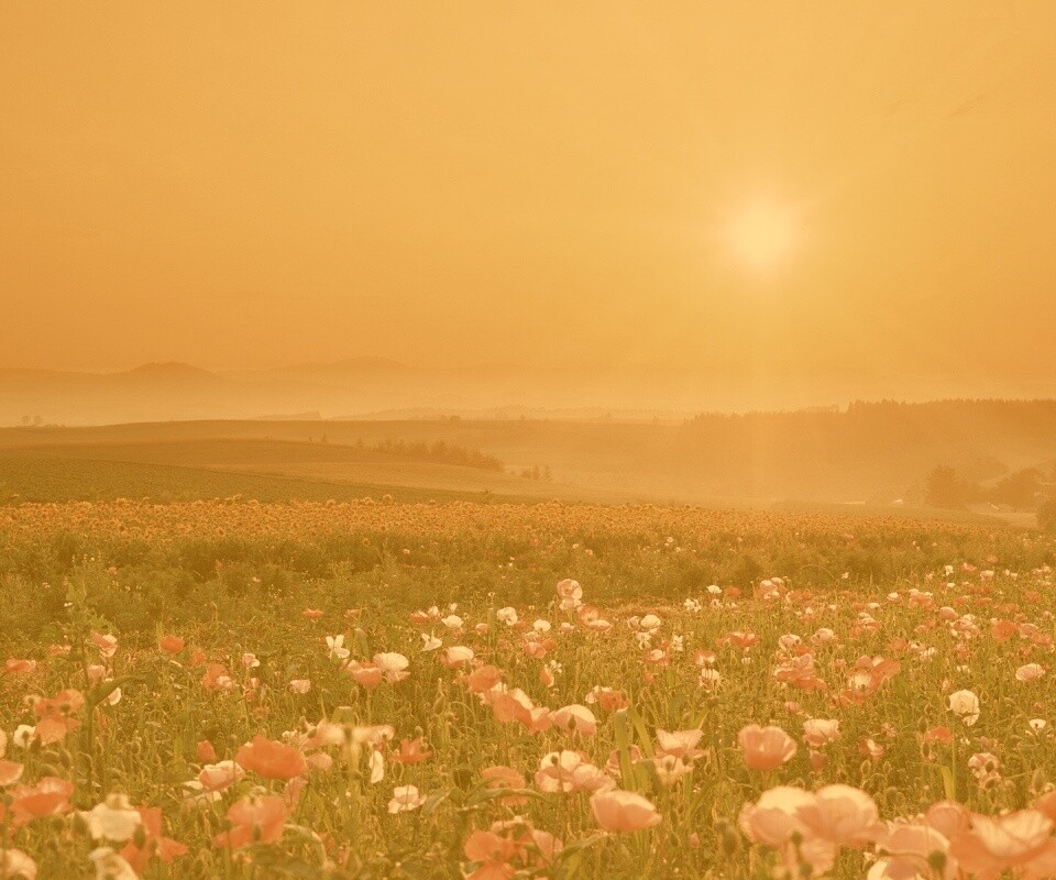 Цветущие поля обои
