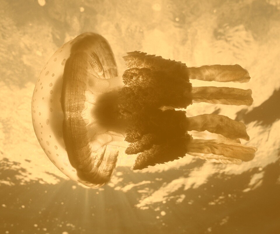 Коричневая медуза обои