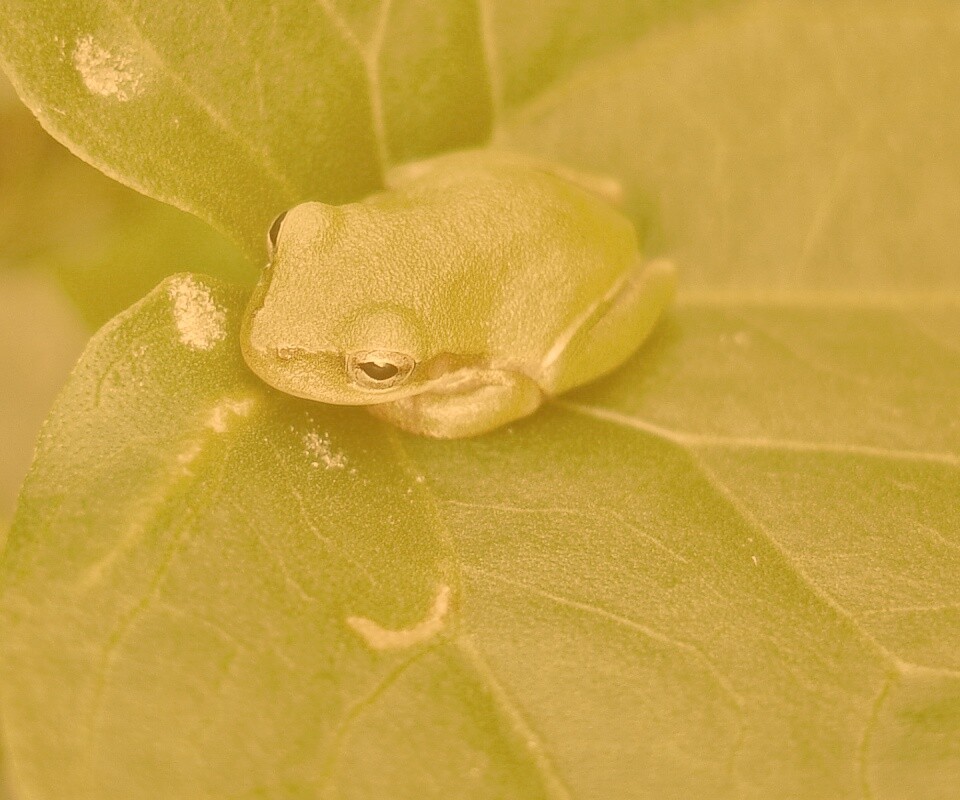 Лягушка на листике обои
