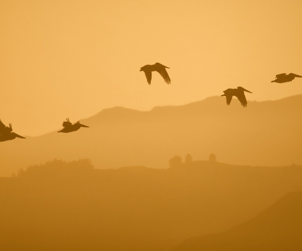 Взлетающие птицы обои
