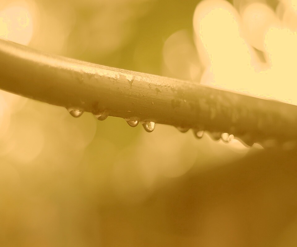 Капли на стебле обои