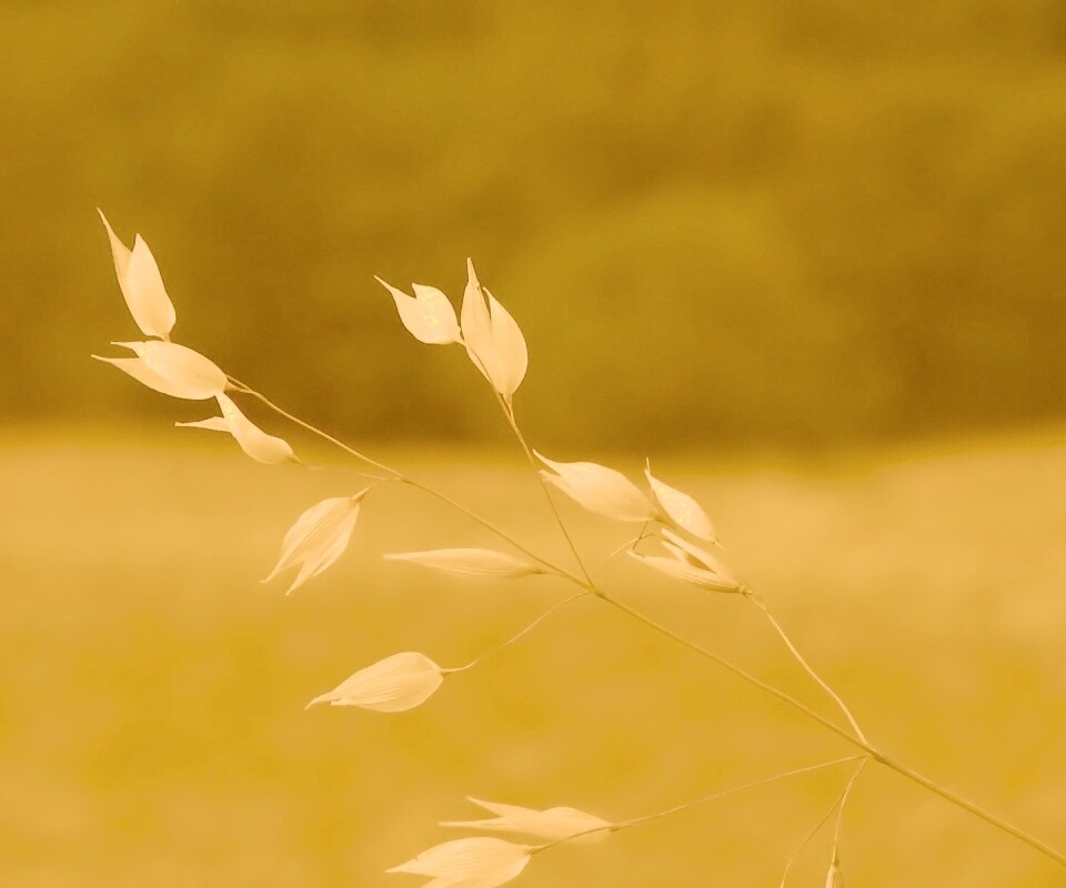 Белые полевые цветочки обои