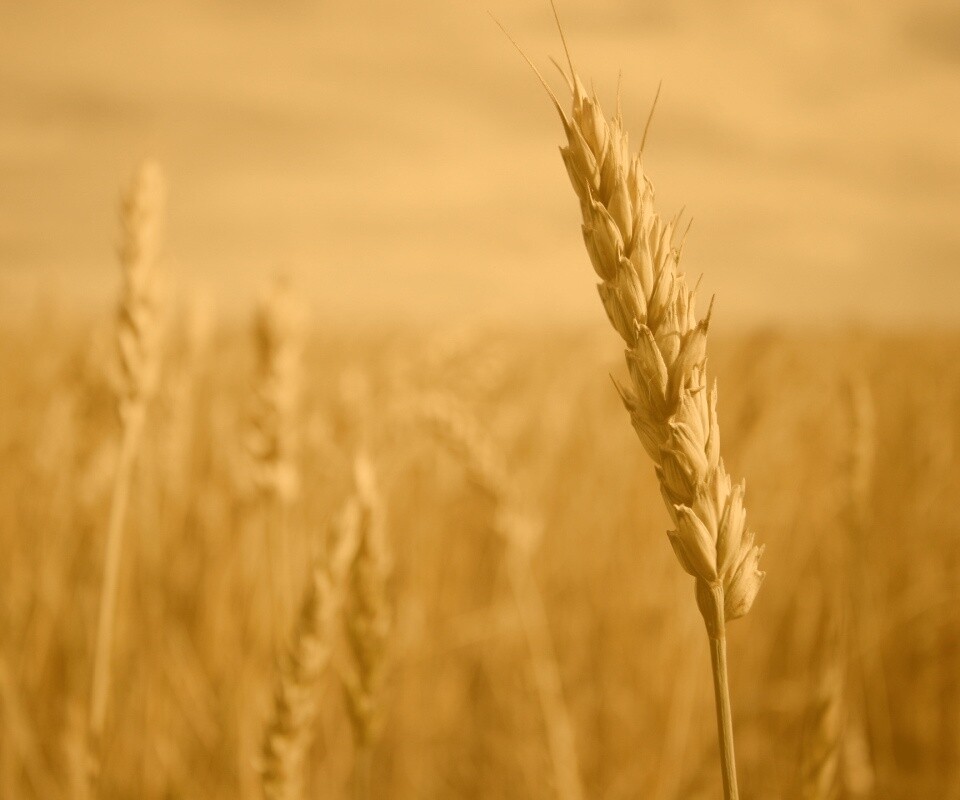 Колосок обои