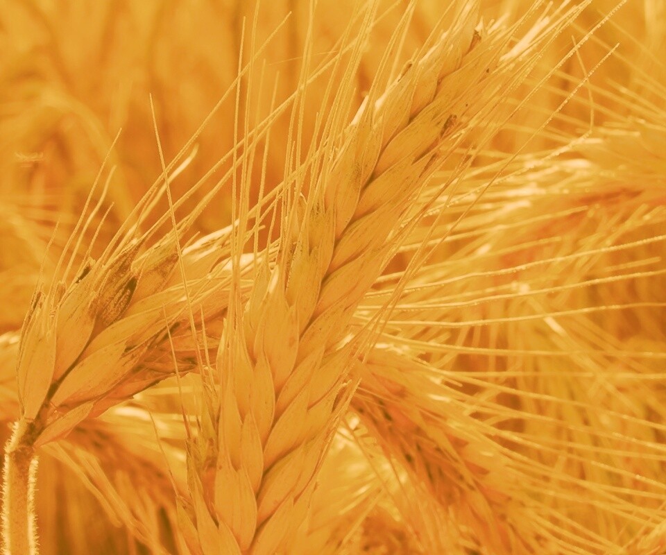 Зреющий колос обои