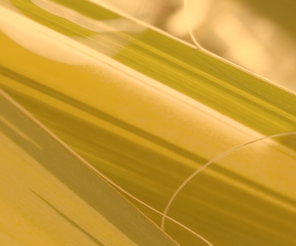 Желто-зеленые травинки обои