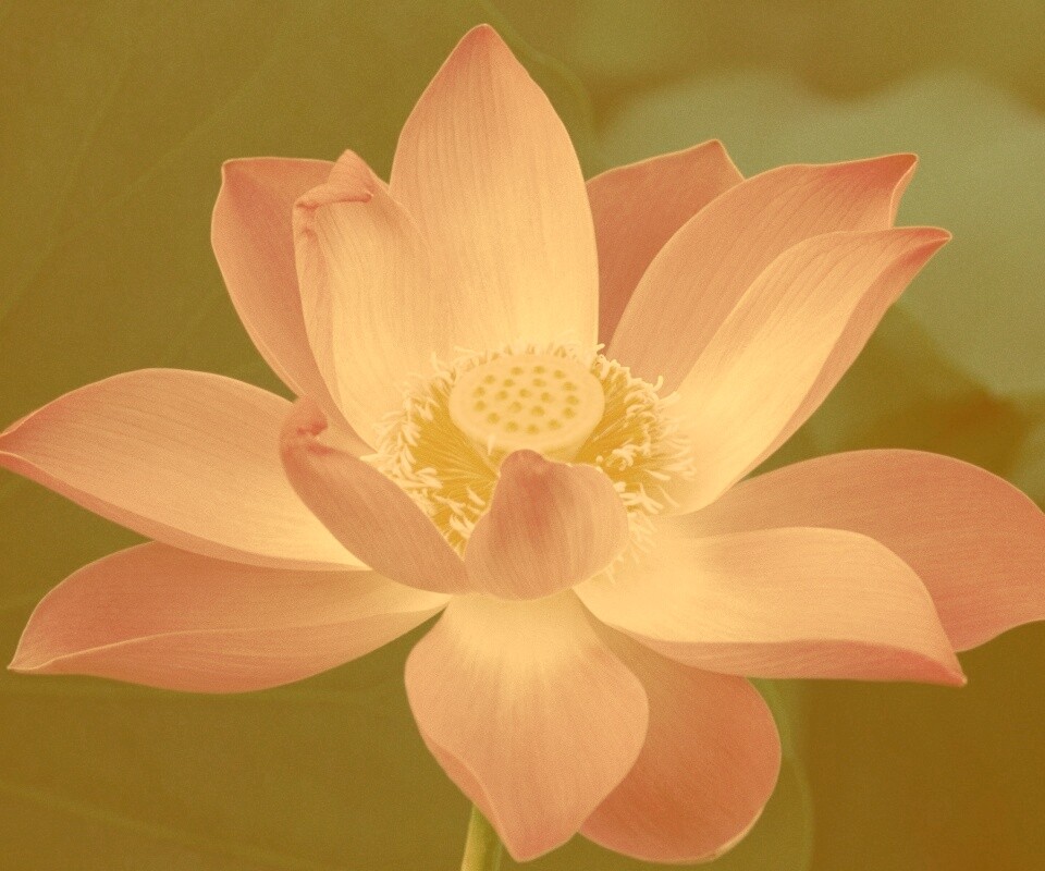 Сиреневый цветок обои