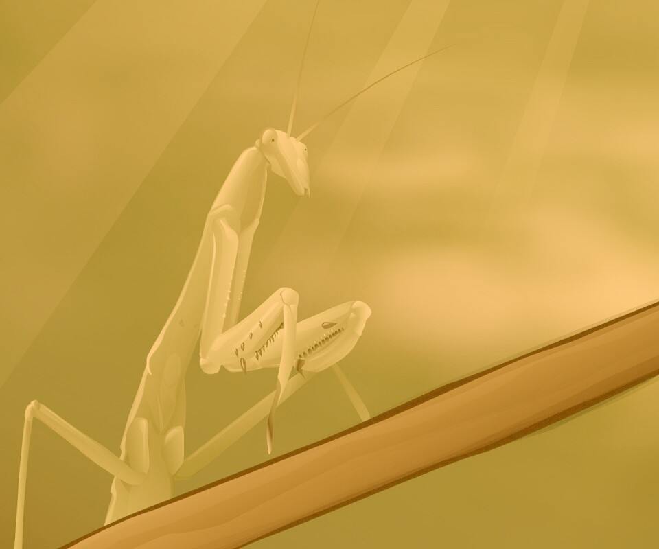 Рисунок богомола обои