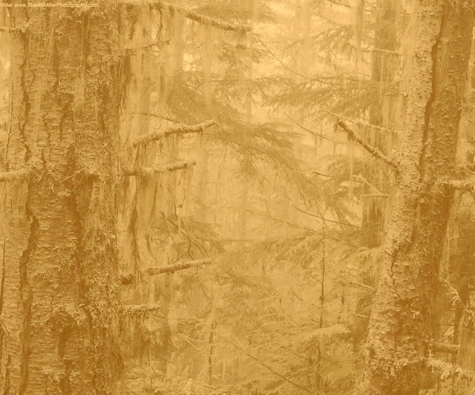 Темная чаща обои