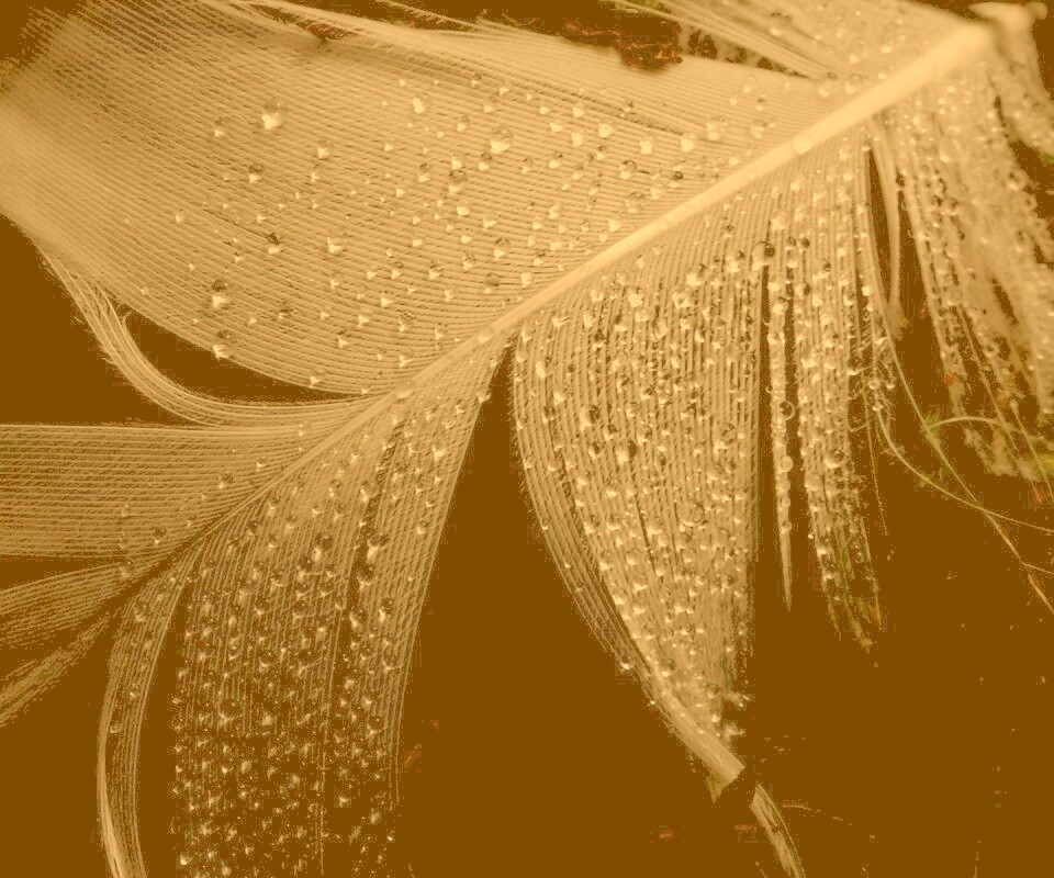 Капли на черном пере обои