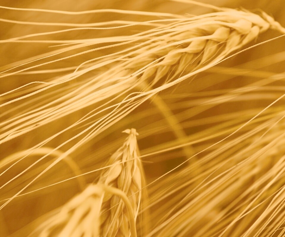 Лохматые колосья обои