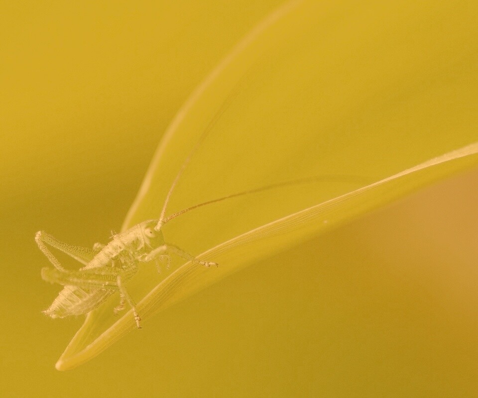 Кузнечик на листике обои