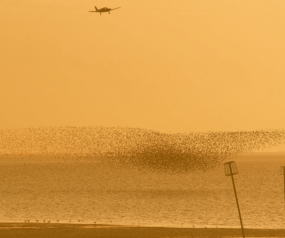 Взлетающая стая птиц обои